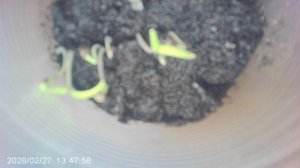 ОБЗОР: "Значительно подросшие томаты сорта ОЛЯ Ф1"