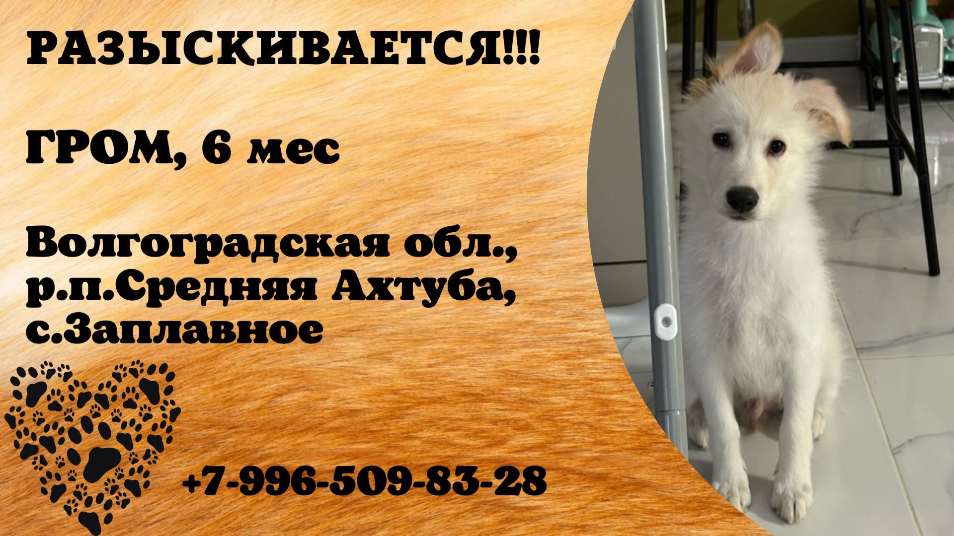 Пропала собака! ГРОМ. 6 месяцев. Волгоградская обл, р.п. Средняя Ахтуба, с. Заплавное