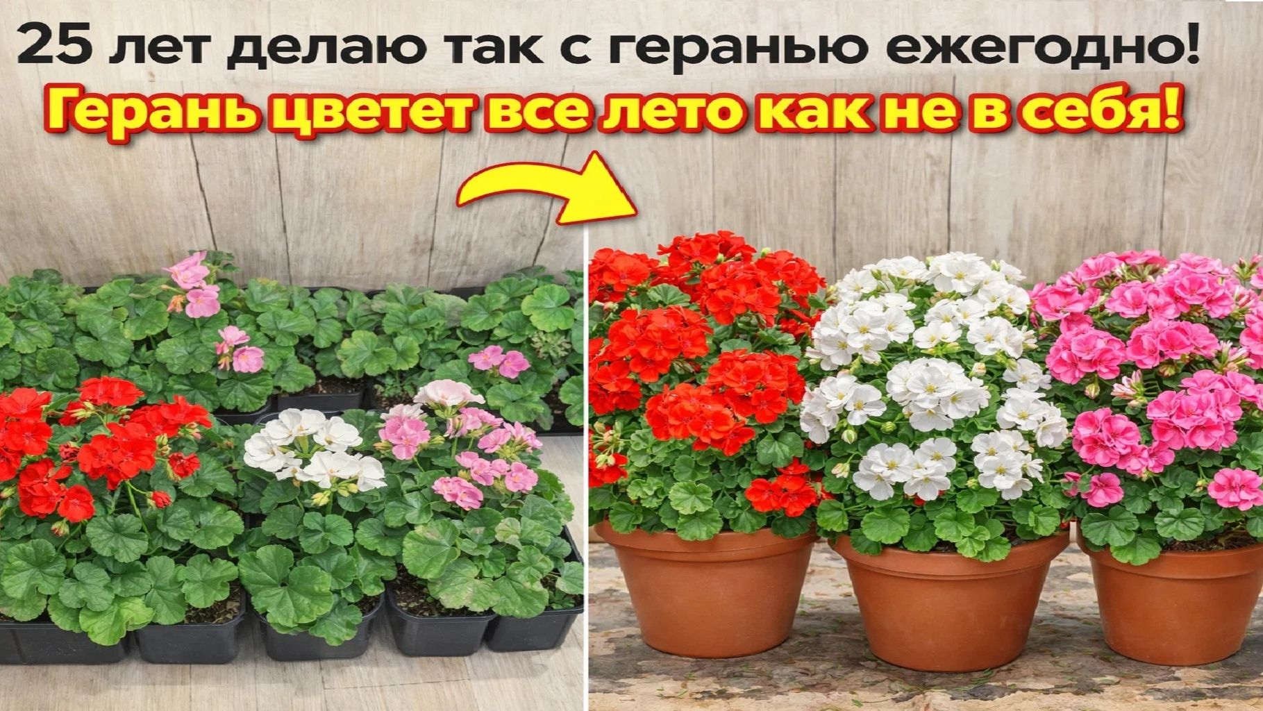 25 лет делаю так с геранью ежегодно! Герань цветет как не в себя! смотреть онлайн