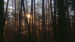 Звуки природы вечернего леса и пение Пищухи короткопалой