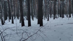 В лесу: зачем Россия помогает стране НАТО? Финляндия сообщила о помощи российских ледоколов 🚢