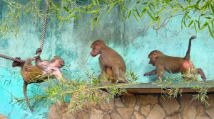 ЗОВ ДЖУНГЛЕЙ! Люся, Степа, Маня и БАМБУК! Это НАДО ВИДЕТЬ! Столько КРИКА БЫЛО! А сколько РАДОСТИ!!!