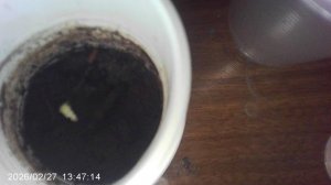 ОБЗОР: Незначительно подросший Кабачок "Чёрный Красавец"