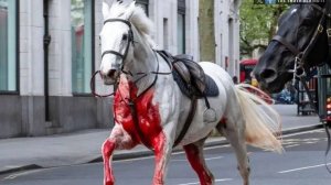 B118. Окровавленная лошадь Виндзоров