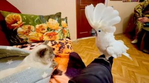 Посмотрите как кот Басик ладит с попугаем Кешей, который ЛАСТИТСЯ ко мне как КОТ)))