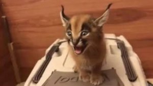 Ещё раз спасибо за 60 подписчиков🥇