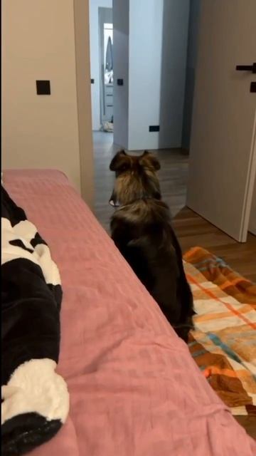 Как Боцман из приюта уплыл домой с выставки собак