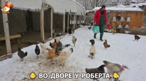 Содержание кур в домашних условиях и других птиц во дворе у Роберта 🐣🐤🦆🐔🪿🦃 (431)