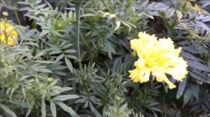 ЦВЕТЫ БЕЗ ПОВОДА МНЕ КРУЖАТ ГОЛОВУ!