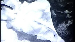 Таежные новеллы - О ловле соболя и тигра. 1967г.