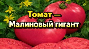 Томат Малиновый гигант — секреты урожая в саду