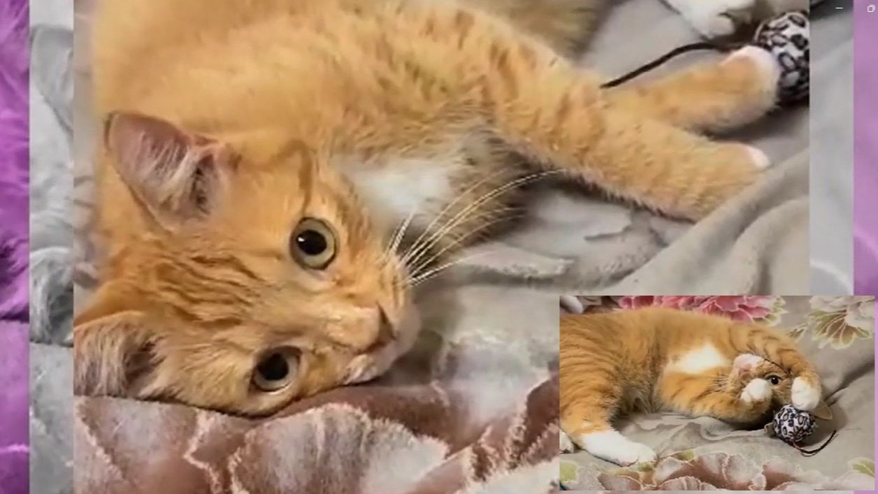 Кот в доме. Кот Лютик играет с мышкой. Минутка умиления, когда смотришь на игру кота.