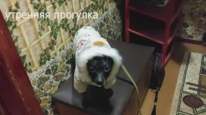 Прогулка с Чарли, мороз 22 градуса, новая куртка и ботинки(январь2021год).