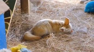 Правдивая Ольга. Анжелика Снежинская-сядь ровно. Очередное доказательство брехни.