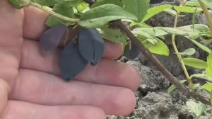 Жимолость и Ирга Канадская разных сортов