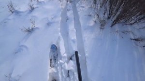 Охота на зайца. Ветер бешеный. Сезон 2025-2026 №258.