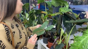 Обзор магазина растений «Городские джунгли»