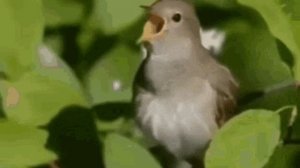 Релакс для души/пение Соловья