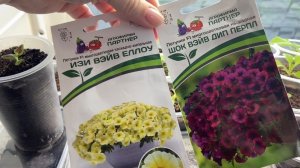 Посеяла новые сорта петунии Изи Вейв. Развитие клубники Флориан.