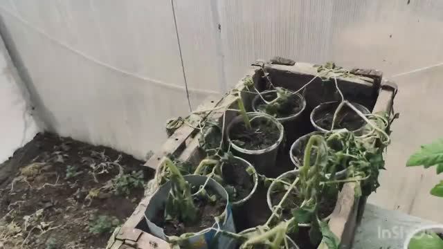 Тихий ужас - рассада погибла смотреть онлайн