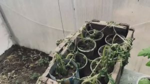 Тихий ужас - рассада погибла