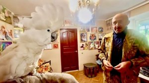 Попугай Кеша хочет танцевать, а мне нужно ехать ко львам, но Кеша сказал что Олег Зубков ПОДОЖДЕТ!