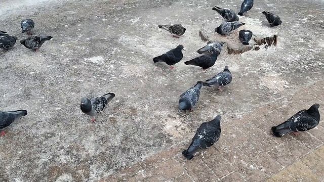 Голубок с голубкою воркует а кто то подпевает смотреть онлайн