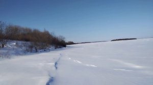 Выпал снег ищем тычки(колы с живцом). А для  чего Вам нужна собака на рыбалке?  Река Зея Амурская об