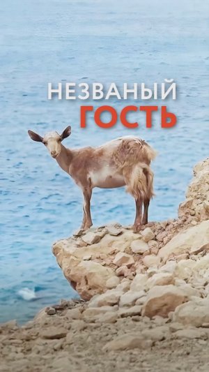Незваный гость в палатке