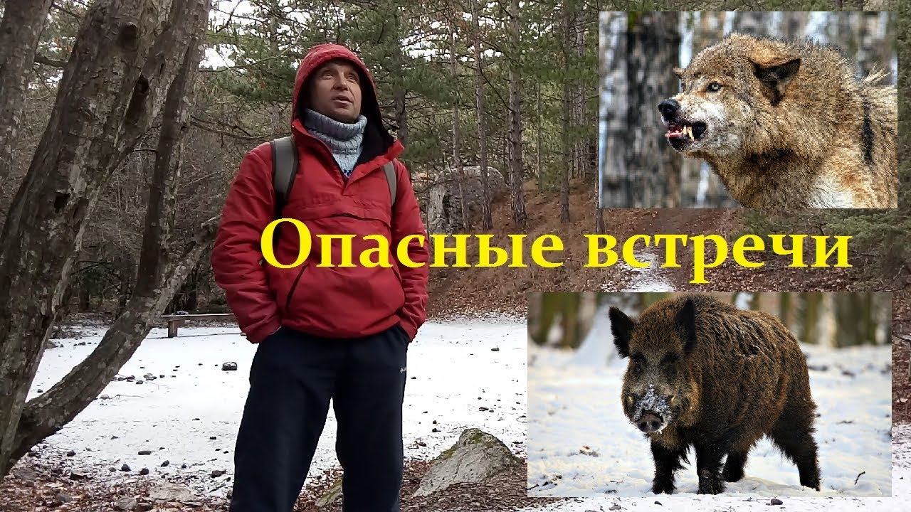 Крым. Опасные встречи в горном лесу