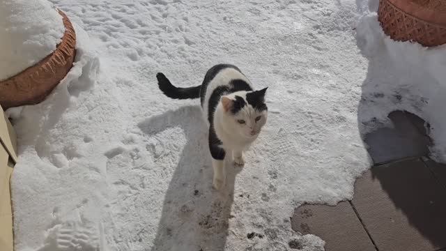 Бычковский поправился и шипит смотреть онлайн