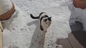 Бычковский поправился и шипит