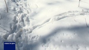 В САКМАРСКОМ РАЙОНЕ ОХОТОВЕДЫ ПРОВЕРИЛИ КОРМУШКИ ДЛЯ ЖИВОТНЫХ