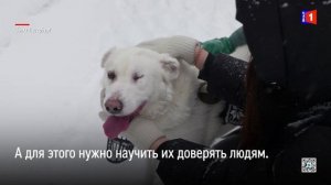 «Добро начинается с меня»: как волонтёры помогают животным