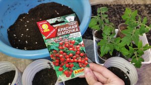 Пересаживаю ранние томаты 27 февраля. Почему не соблюдаю лунный календарь.