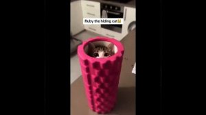 Видео от МЯУтаверс – как метавселенная, но с котами