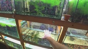 Почистил аквариумы, рыбку на нерест и перезапуск коловратки