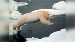 Интересные факты о жизни белого медведя