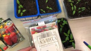 Рассада сладкого перца на 27.02.2026  О сортах сладкого перца на 2026 год