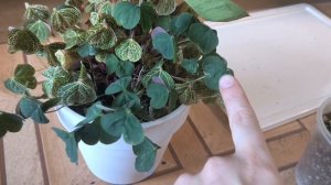 большая пересадка