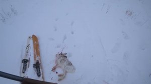 Охота на зайца, по реке Тобол. Продолжаем гонять зайцев. Сезон 2025-2026 №251.