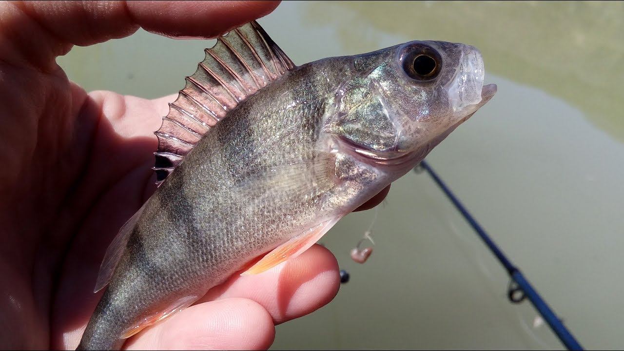 Никитские озёра в конце марта