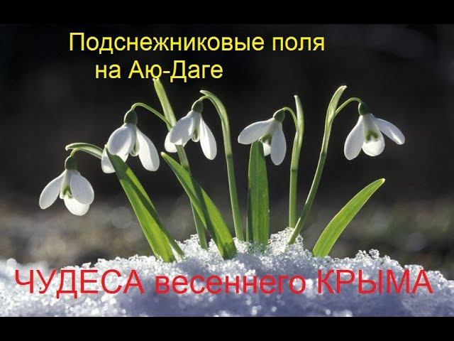Крым. Подснежниковые поля на Аю-Даге
