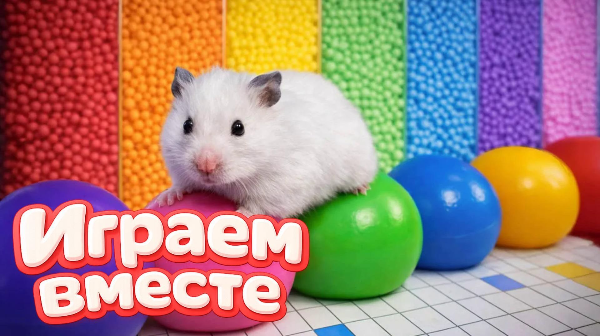 ХОМЯК ВЫБИРАЕТСЯ ИЗ СЕКРЕТНОЙ ХОМЯЧЕЙ ТЮРЬМЫ ! Играем ВМЕСТЕ 🐹 Помогаем выбраться из лабиринта 12