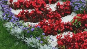 Посеяла ценерарию серебряную и лобелию звездочет