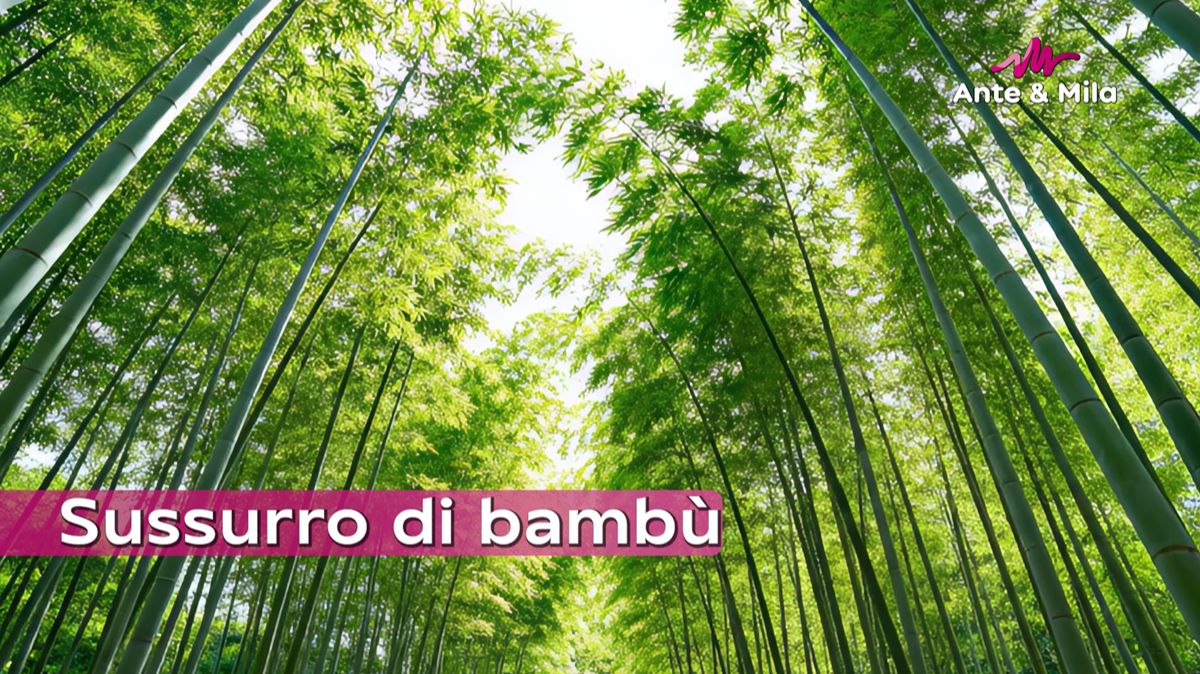 Анте & Мила - Sussurro di bambù