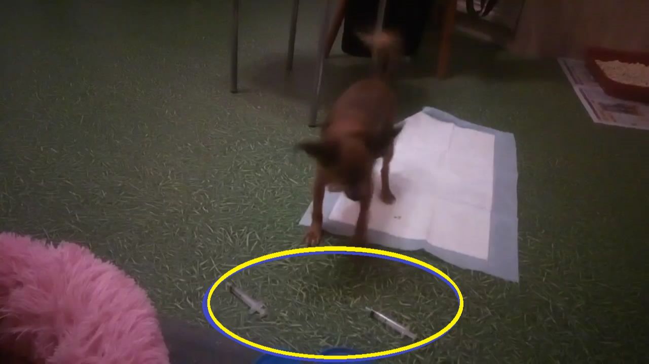 Какая же вакцина лучше?