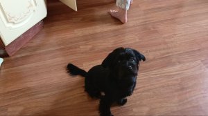 ВЛОГ) Дома Элеонора у плиты)