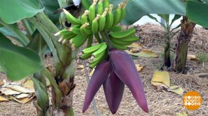 Вы видали, как цветут бананы? Доброе утро. Фрагмент выпуска от 27.02.2026