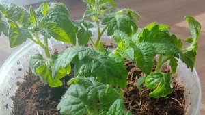 27-02-2026 моя рассада